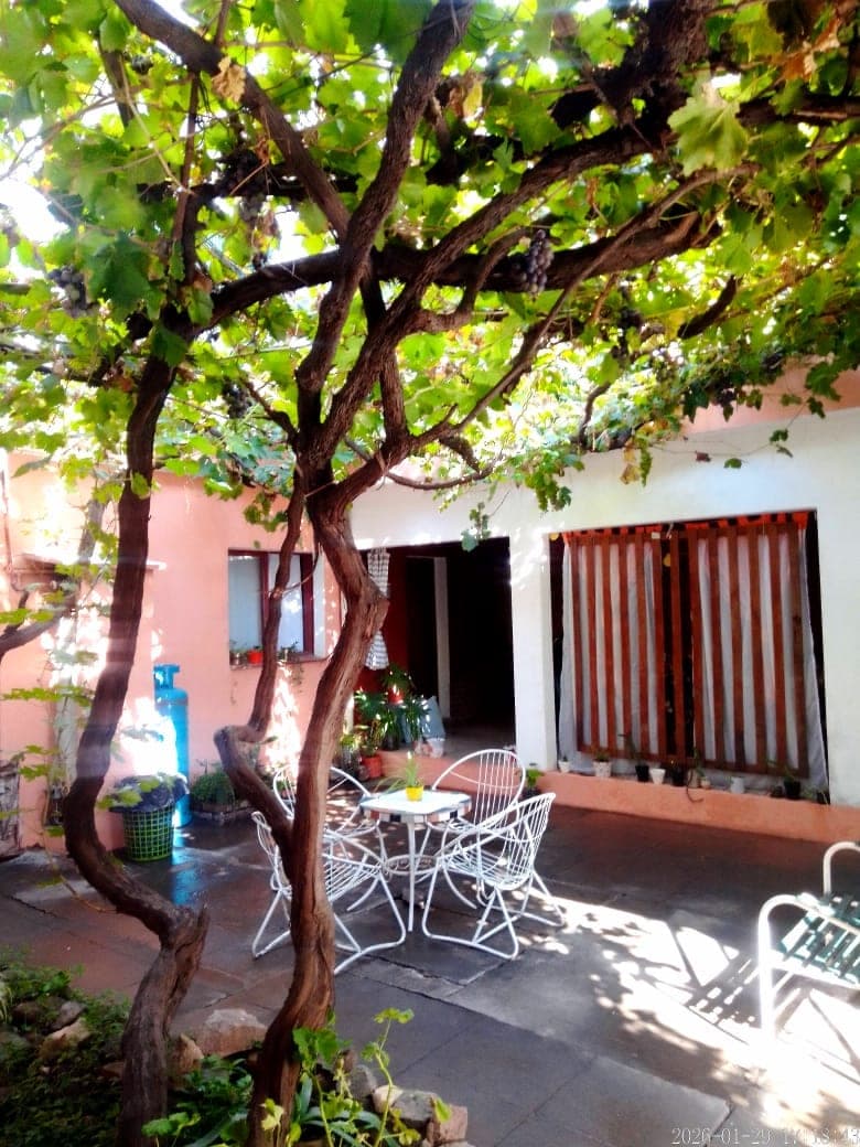 Patio con mesas bajo el parral cargado de uvas